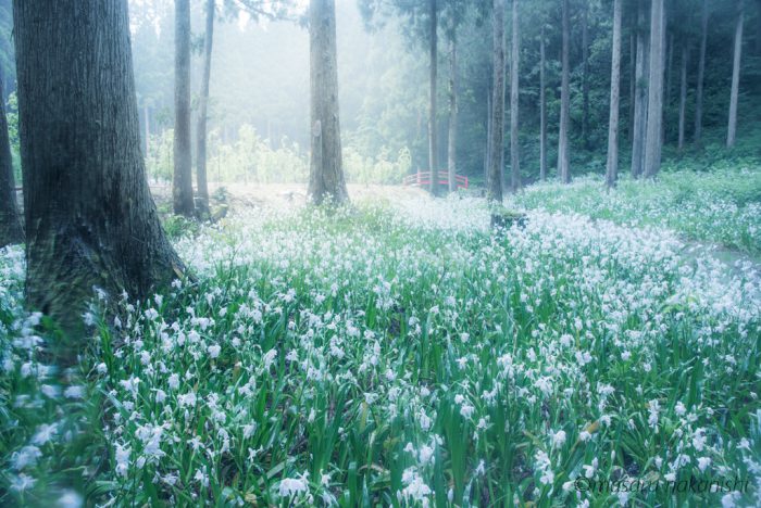 シャガの花の群生地・小松市の遊泉寺銅山跡
