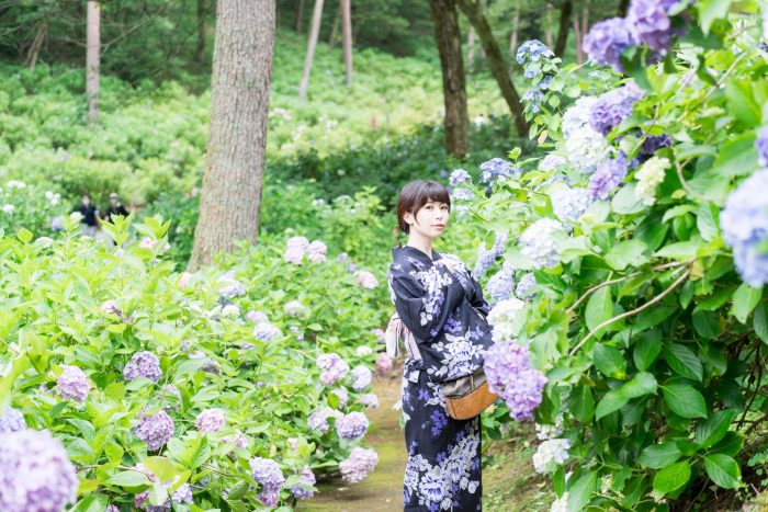 紫陽花ポートレート
