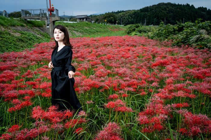 小松市彼岸花